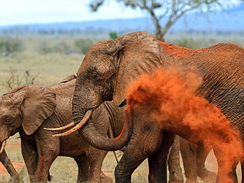 Parcs nationaux de Tsavo est et Tsavo ouest