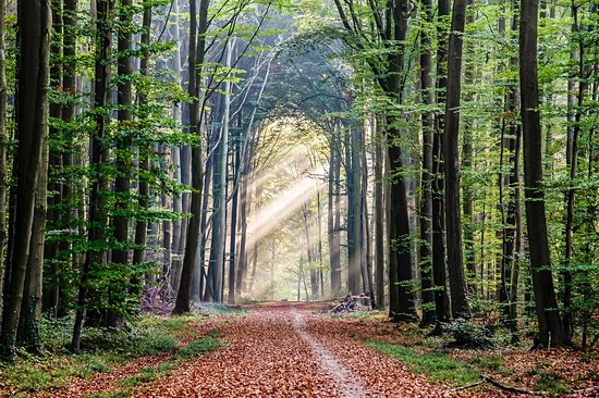 Parc de Tervuren