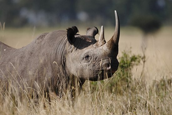 Parc national de Mkomazi