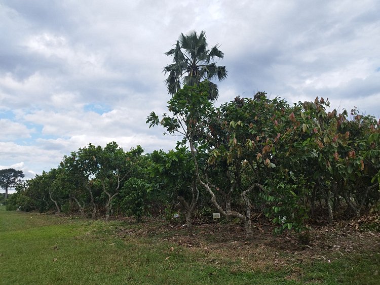Côte d’Ivoire – Le cœur du cacao africain 3