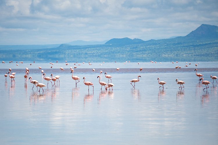 Lac Natron - Tanzanie 2