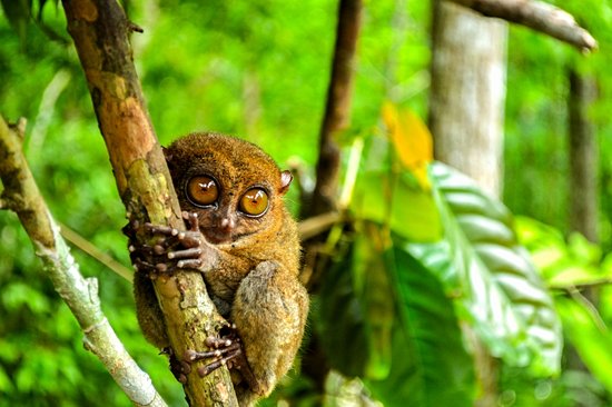 Observer les tarsiers à la Tarsier Sanctuary