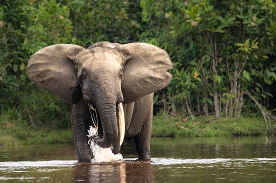 Le Parc national de Nouabalé Ndoki