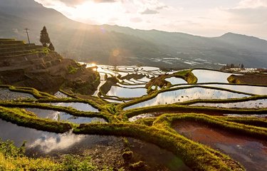 Les rizières du Yunnan