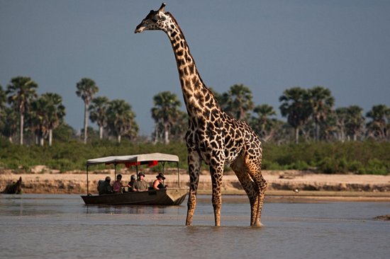 Le parc national de Nyerere (ex-réserve de Selous)