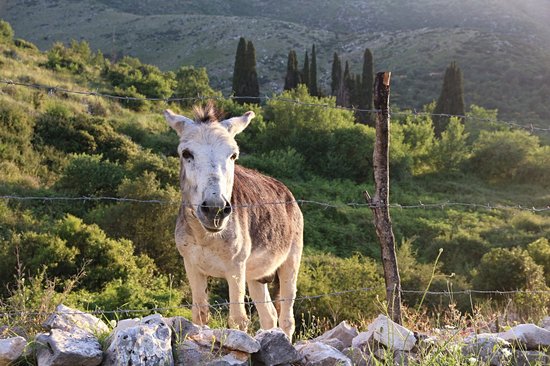 Le Vieux Perithia et le mont Pantokrator