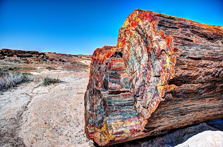 Petrified Forest, Arizona