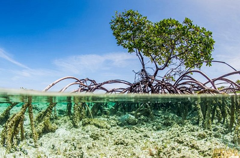 Pagayer au milieu des mangroves