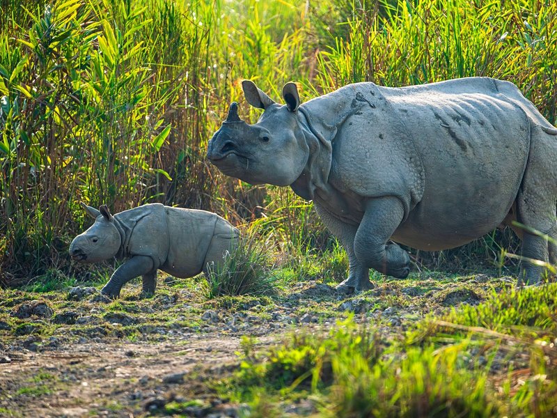 Kaziranga National Park