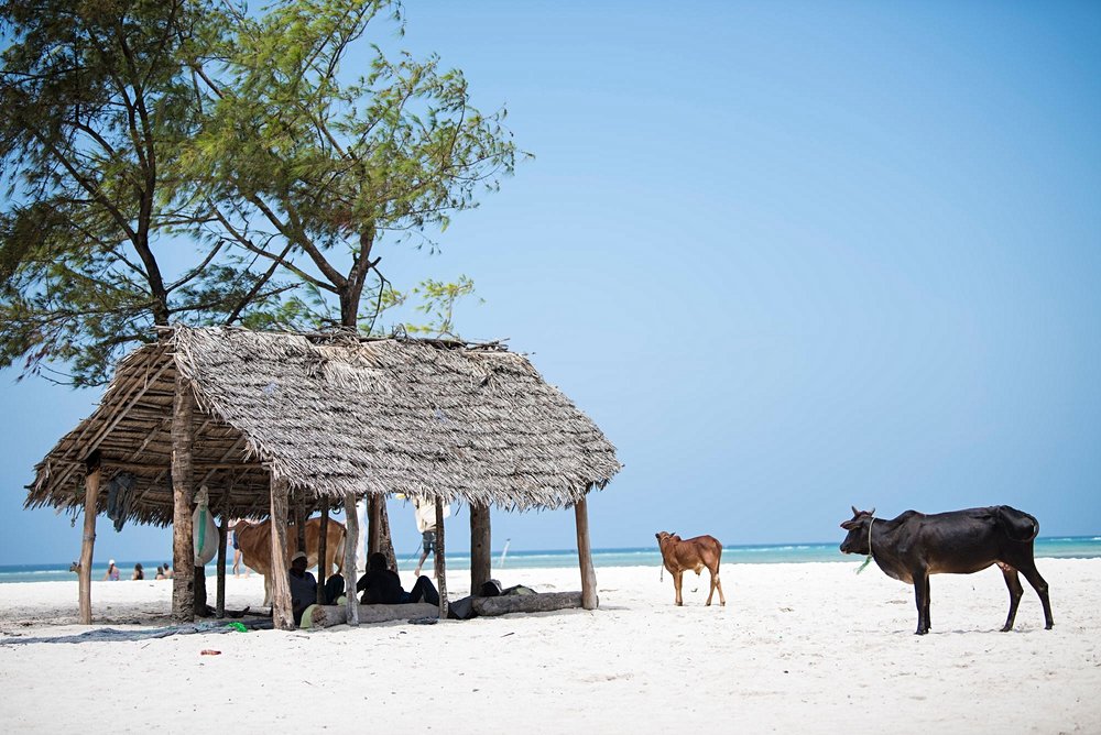 Tanzanie au mois de  janvier