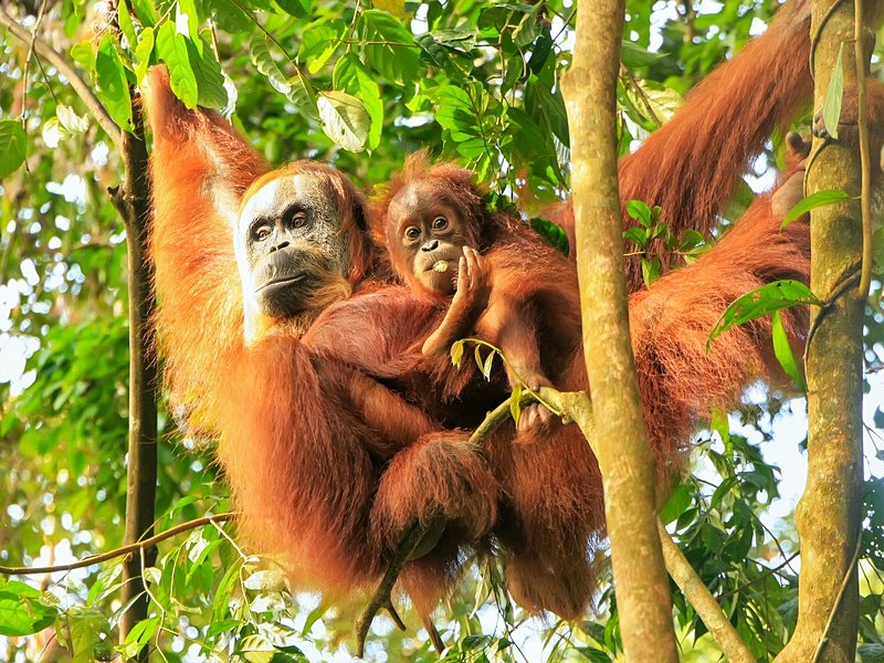 Parc national de Gunung Leuser