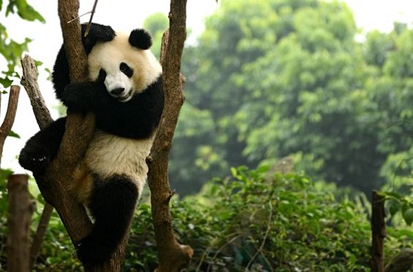 Aller à la rencontre des Pandas de Chengdu