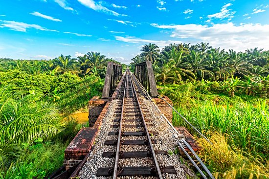 Train de la jungle