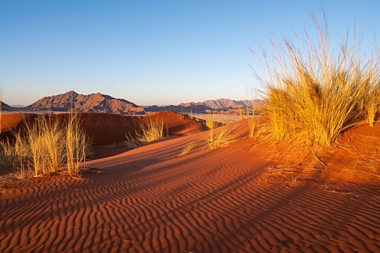 Dune Elim