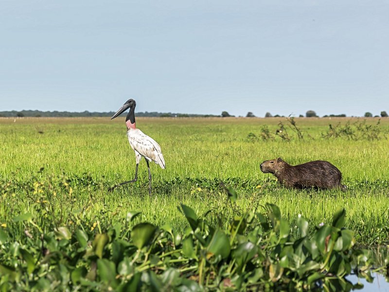 Safari dans les Llanos