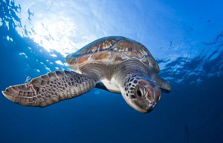Tenerife, un paradis pour la vie sous-marine. On peut y faire de belles rencontres !