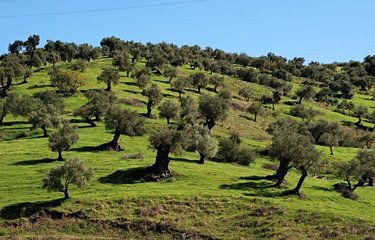 Les oliviers de la région de Malaga
