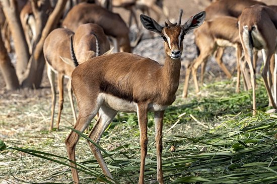 Al Saleel National Park