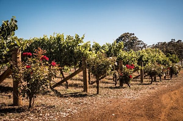 Déguster les vins australiens
