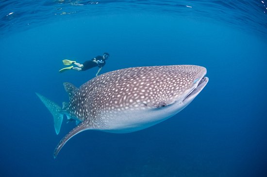 Rencontrer les requins-baleines