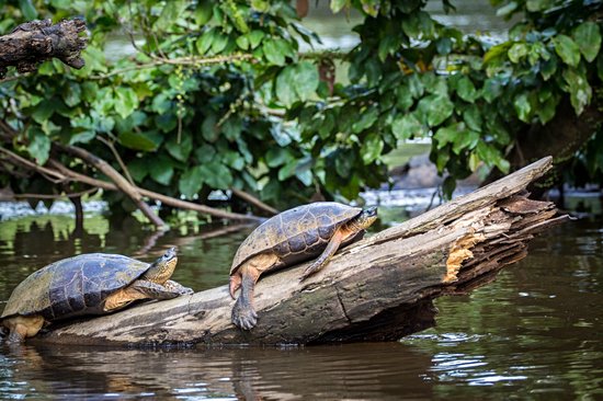 Parc national Tortuguero
