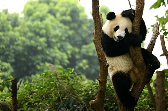 Chengdu
