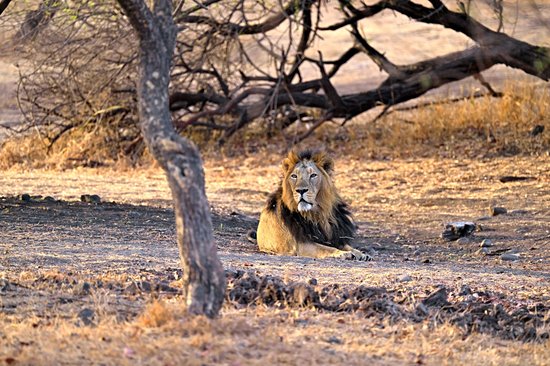 Parc national de Gir