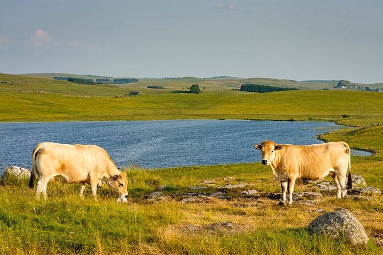 Le plateau de l’Aubrac