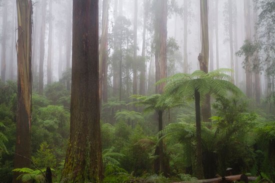 Parc national de la chaîne Dandenong