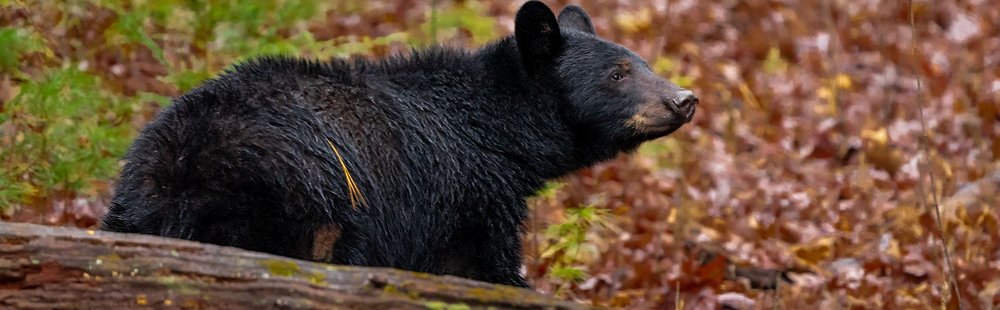 Parc national des Great Smoky Mountains