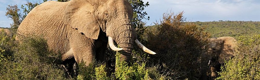 Addo Elephant National Park