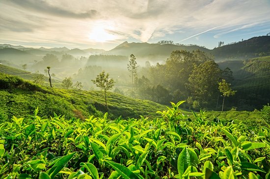 Darjeeling