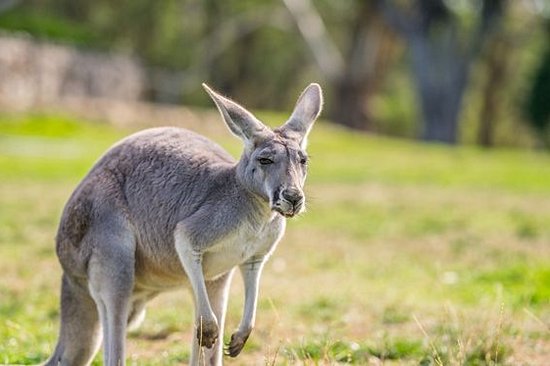 Rencontrer la faune australienne