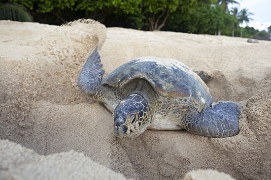 Turtle Islands National Park