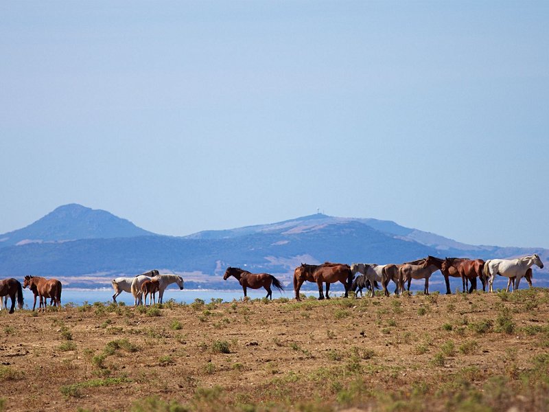 Parc de l'Asinara