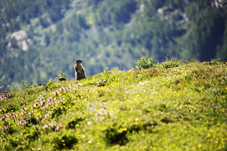 Le parc national Suisse 4