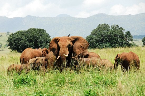 Parc national Kidepo Valley
