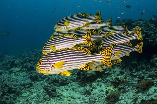 Dhaalu Atoll