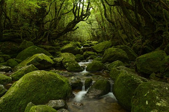 Île de Yakushima
