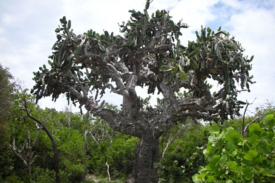 Varahicacos Ecological Reserve