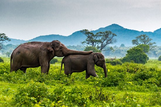 Parc national de Minneriya