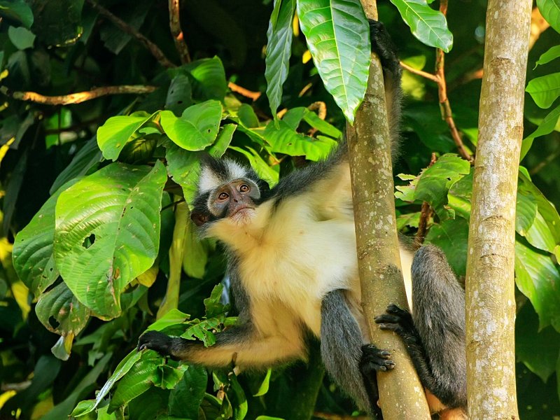 Parc national de Gunung Leuser