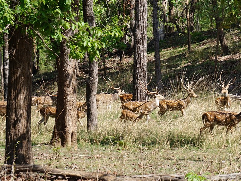 Parc national de Pench