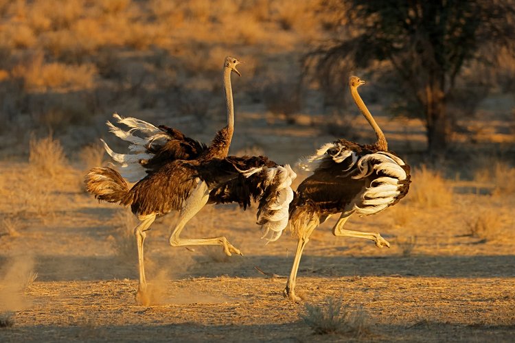 Kalahari - Botswana, Namibie, Afrique du Sud 4