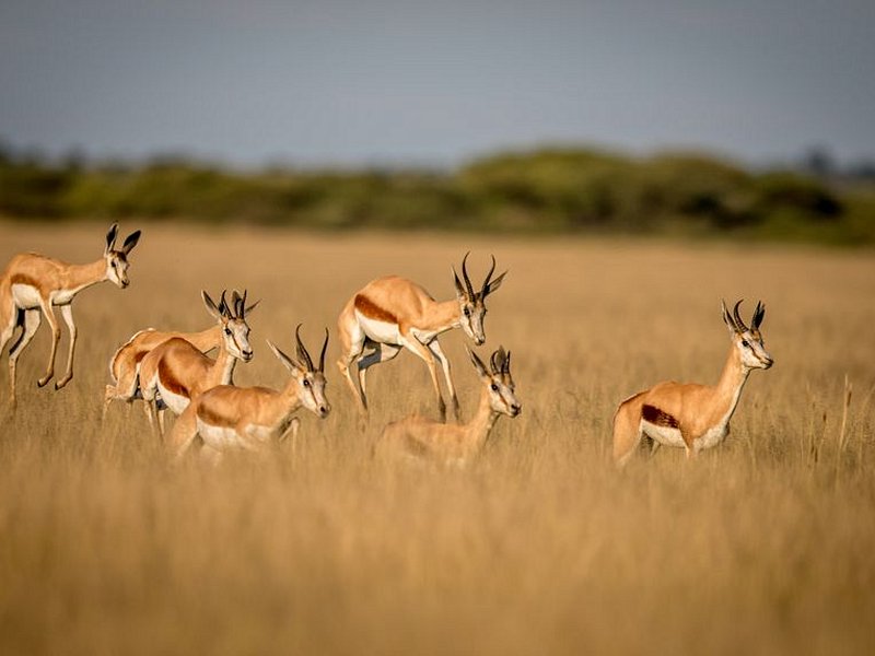Le Kalahari