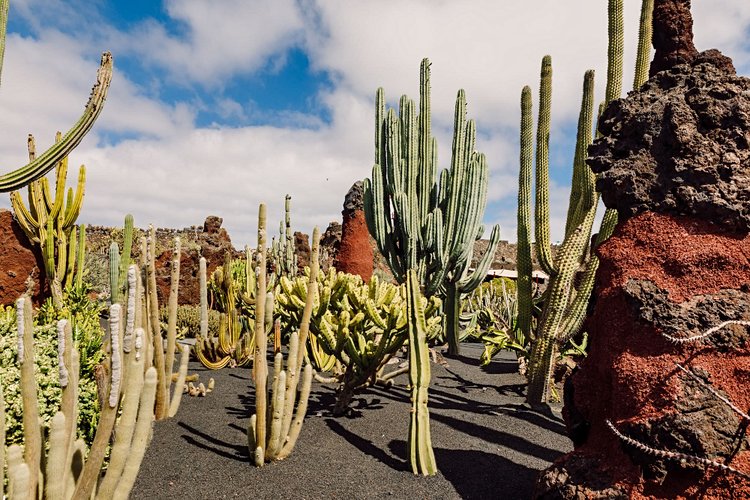 Le jardin des cactus 3