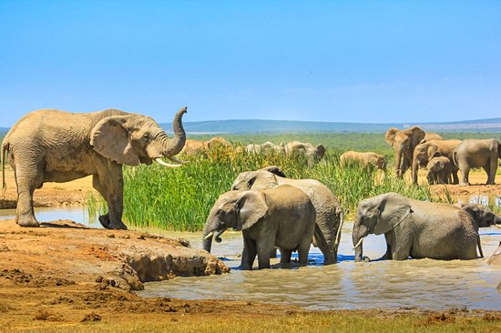 Parc national des Éléphants d'Addo