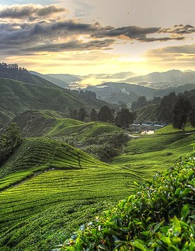 Les plus beaux lieux de Les Cameron Highlands