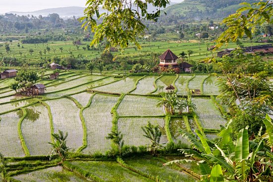 Les rizières de Tirtaganga