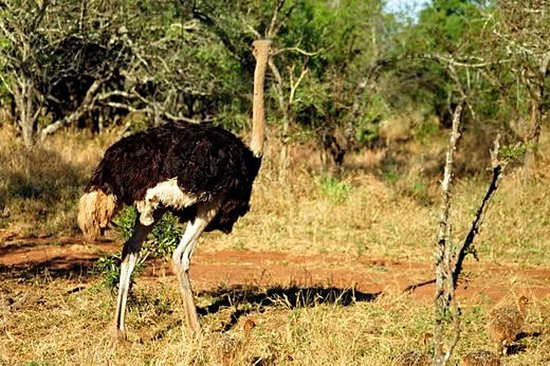 Eswatini (Swaziland)